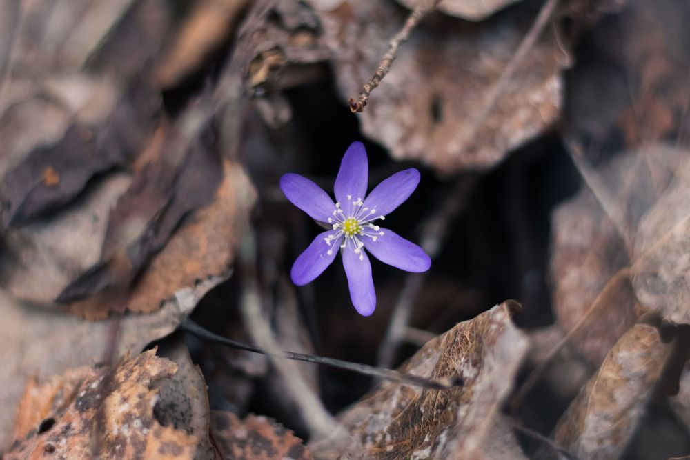 pop of color spring flower
