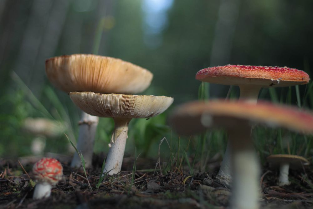 enchanted forest in Finland