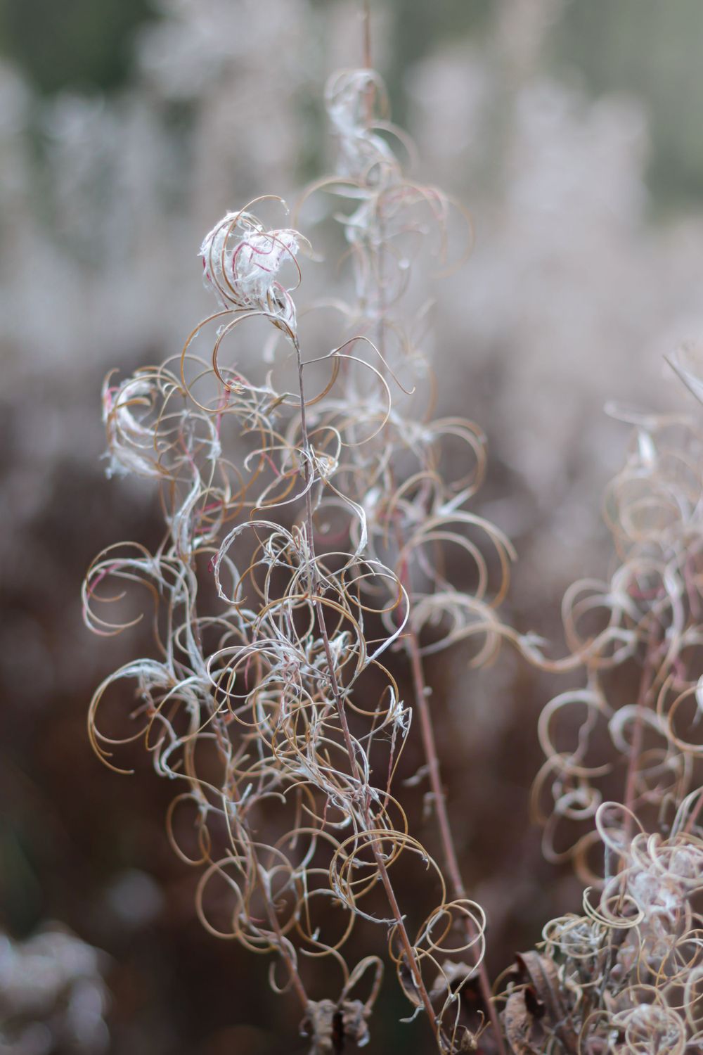 Finnish nature details