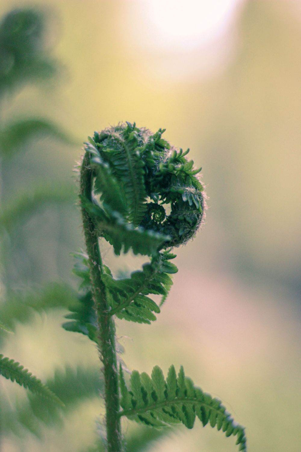 curly fern with beautiful light