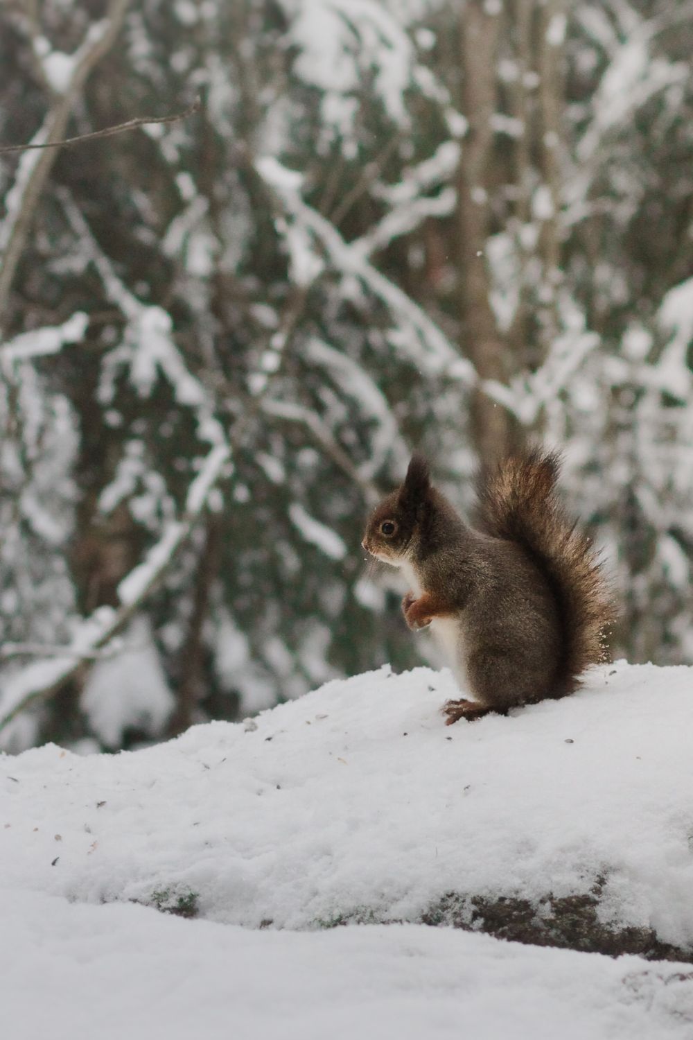 winter squirrel