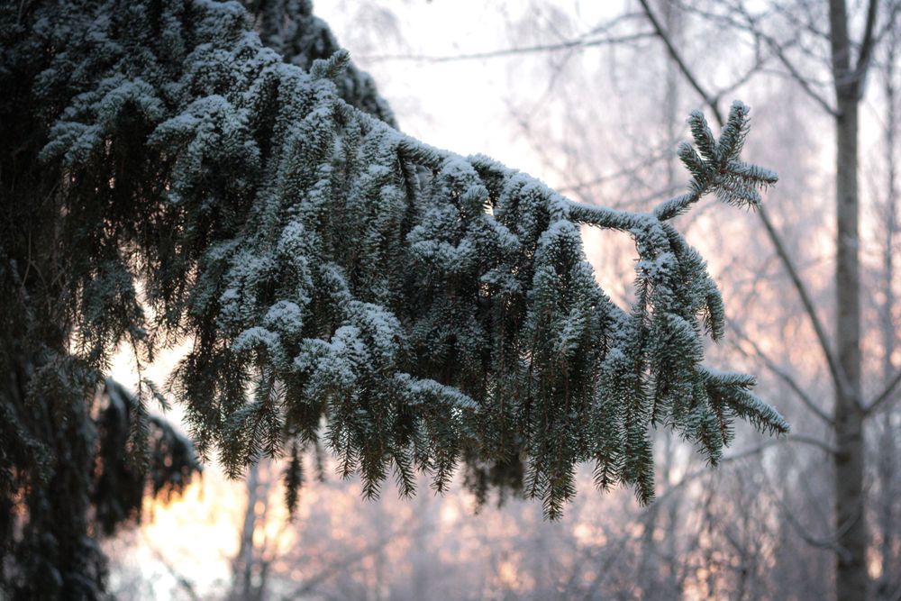 Snowy branch with beautiful light