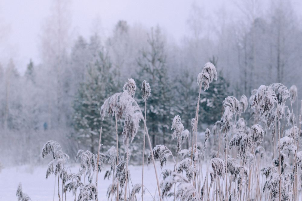 frozen world in Finland