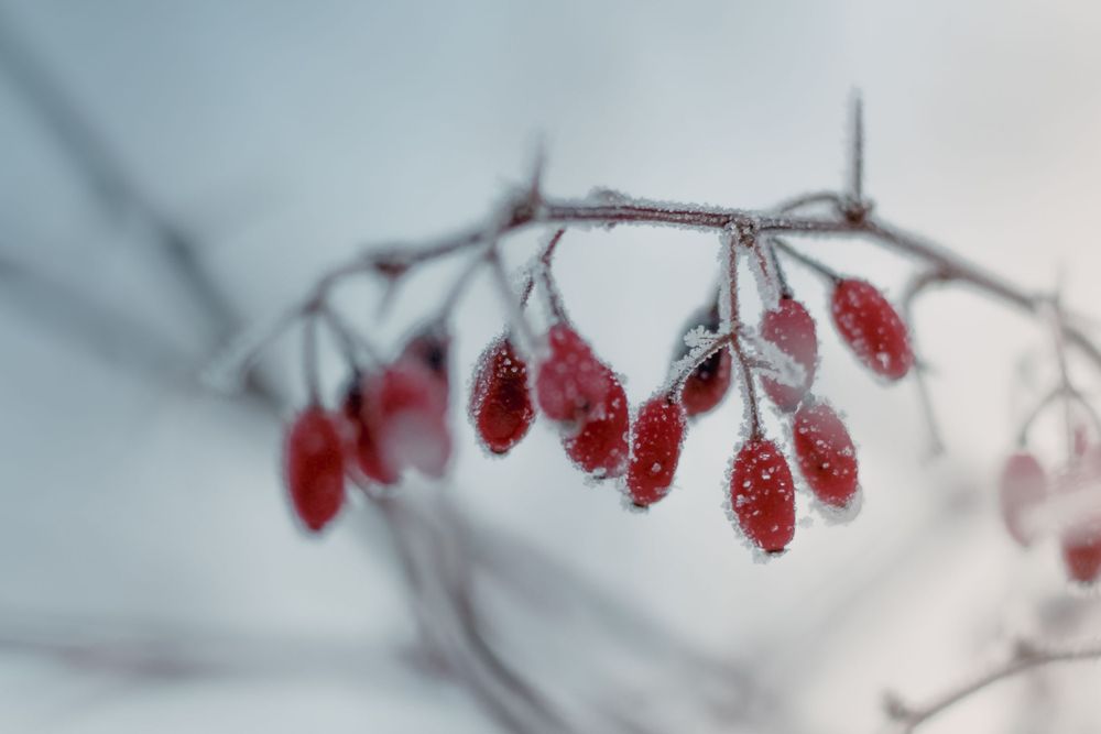 frozen world in Finland