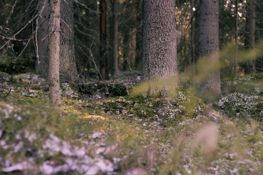 Finnish nature
