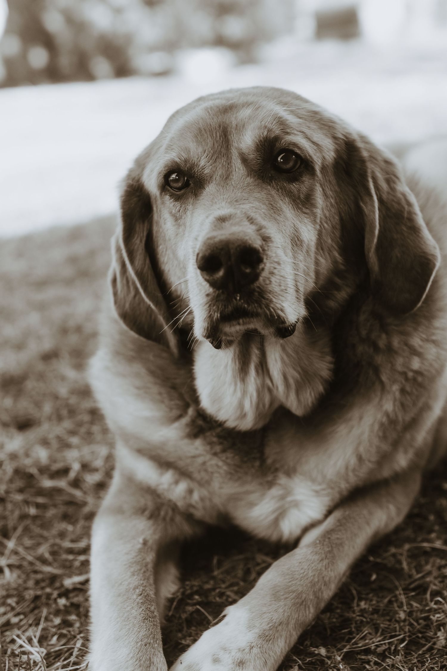 Senior family dog in black and white