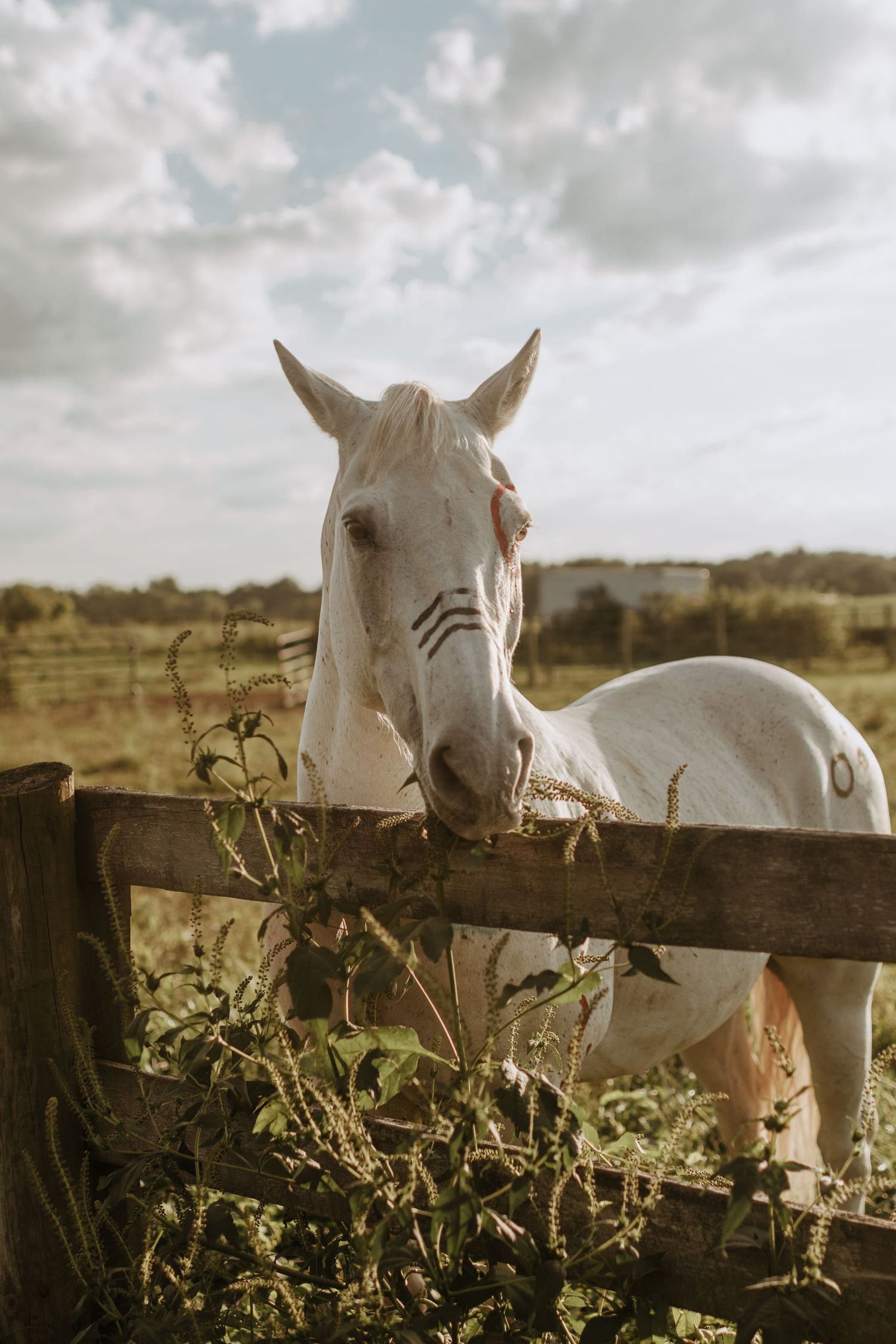 Painted horse, western