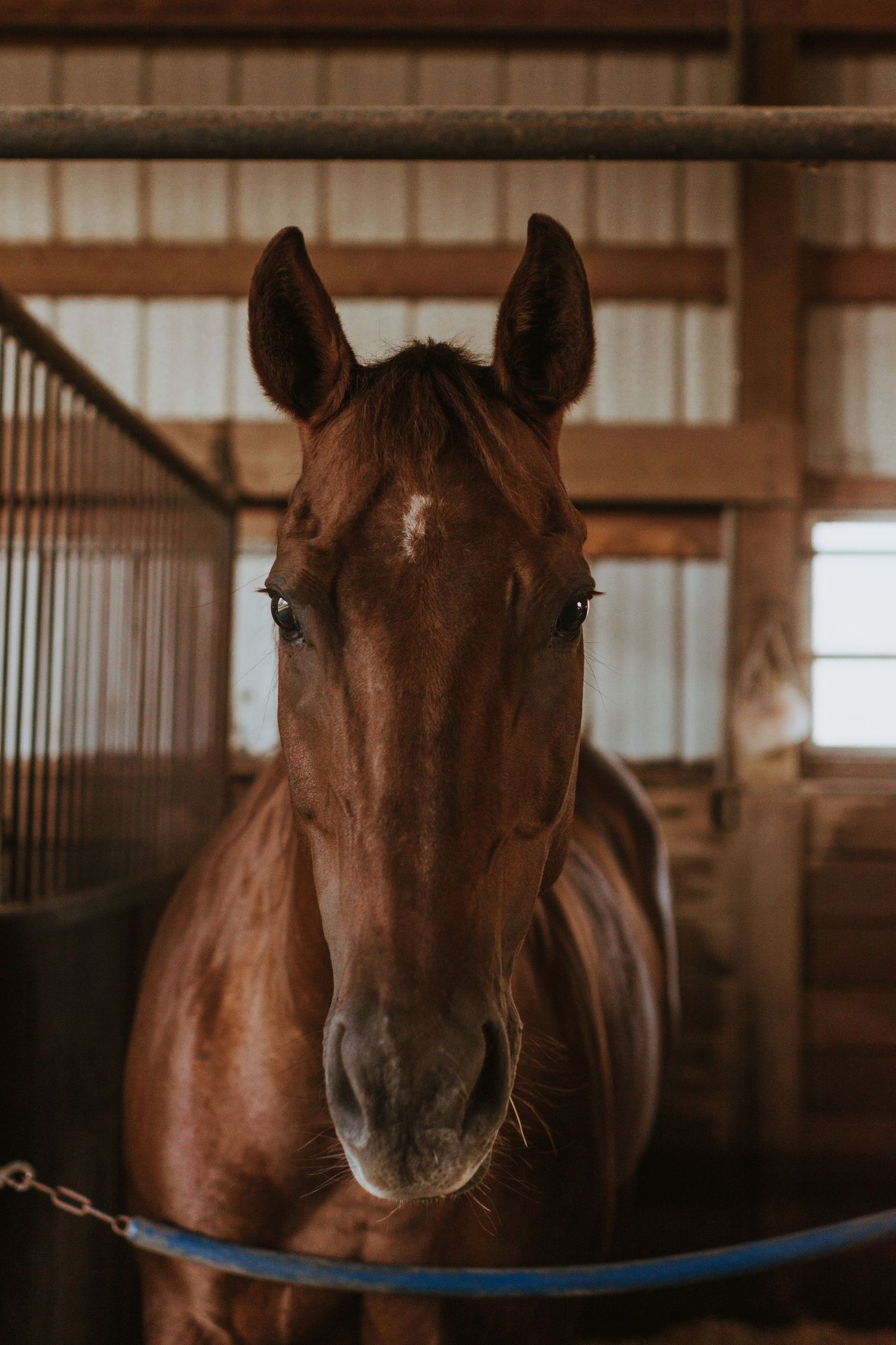 Brown horse in its stall
