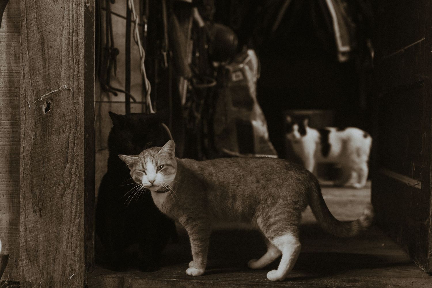 Black cat licking striped cat in a barn