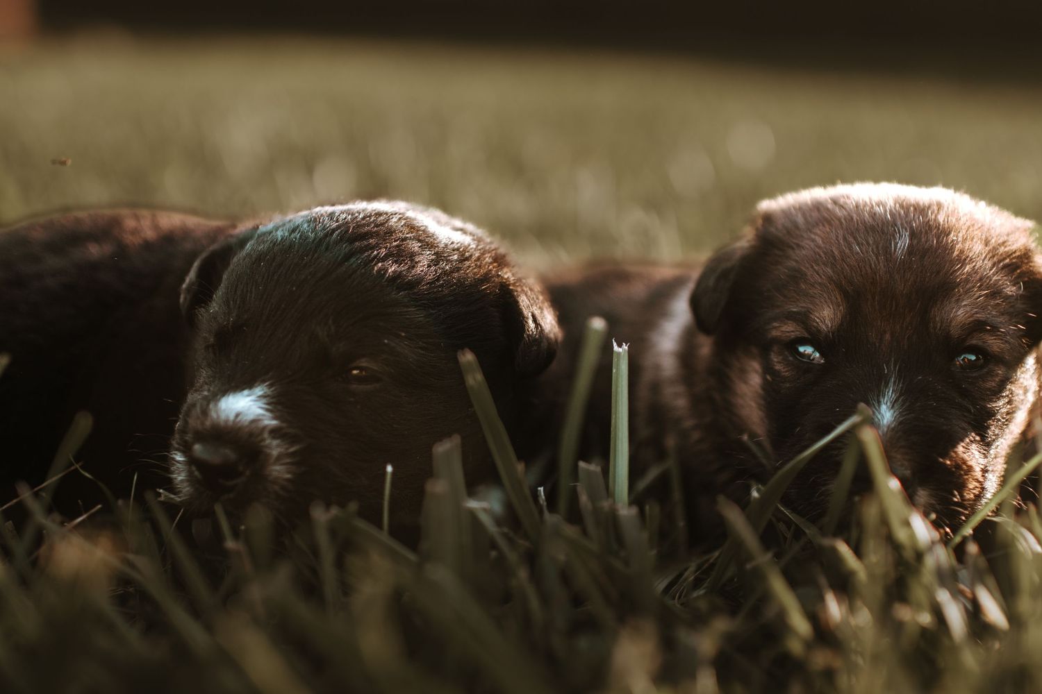 New puppies in grass
