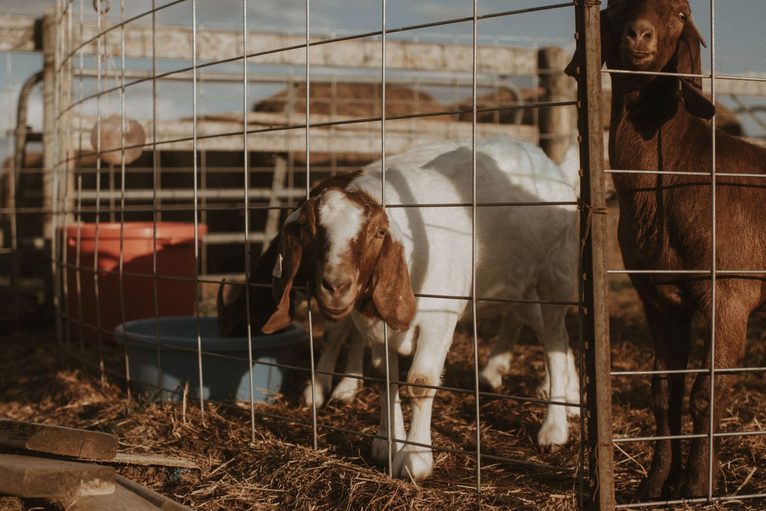 Goat poking its head through a fence