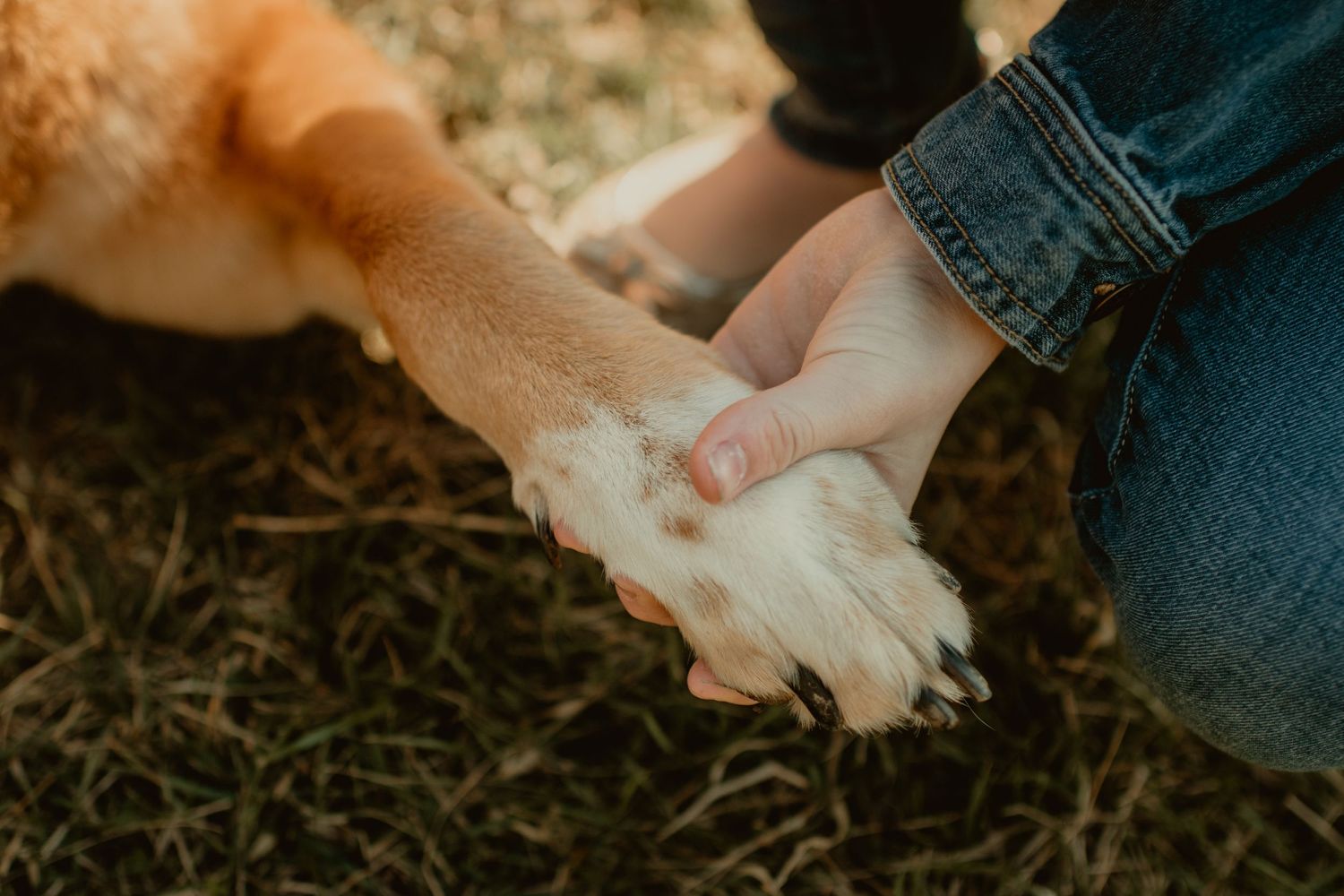 Little girl holding senior dogs paw