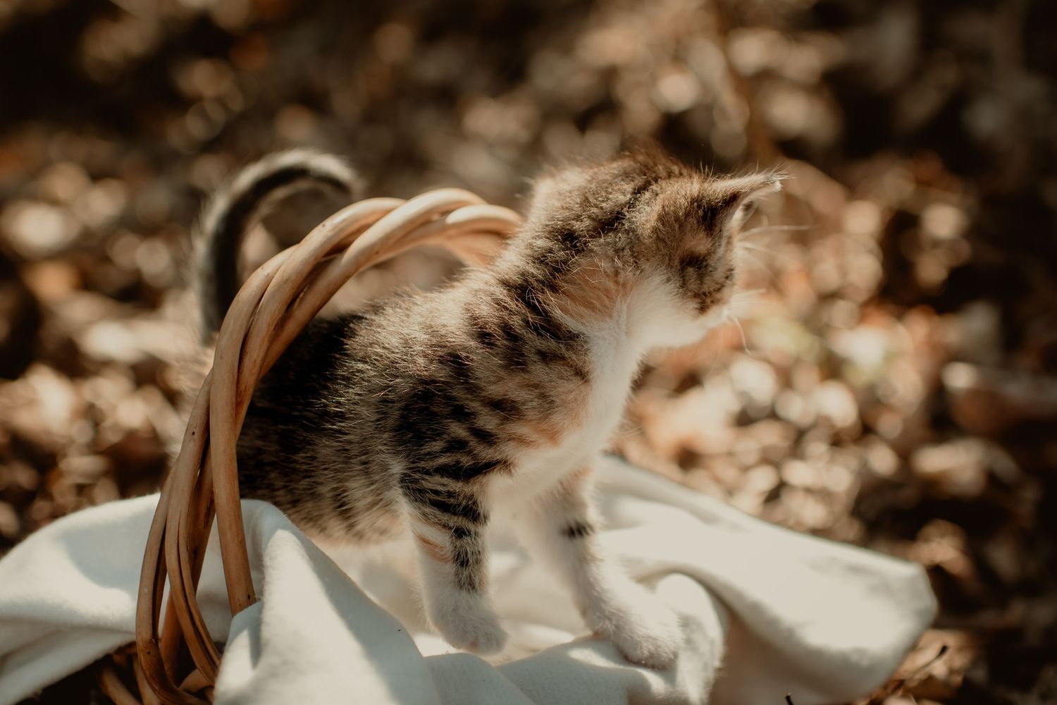 Calico kitten in a basket