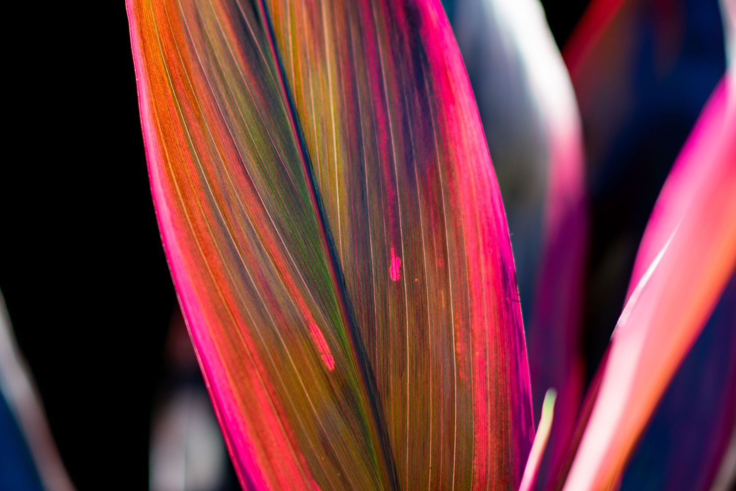 pink, red, and green leaf in maui Hawaii