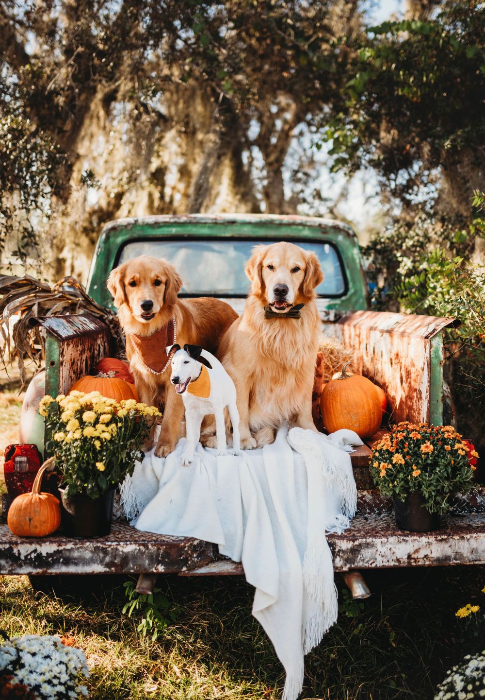Three dogs pose in vintage truck bed decorated with fall pumpkins, mums and white linens against mossy tree backdrop.