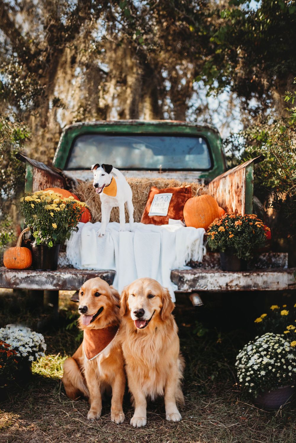 Two golden retrievers pose in front of a vintage truck decorated with pumpkins and mums.