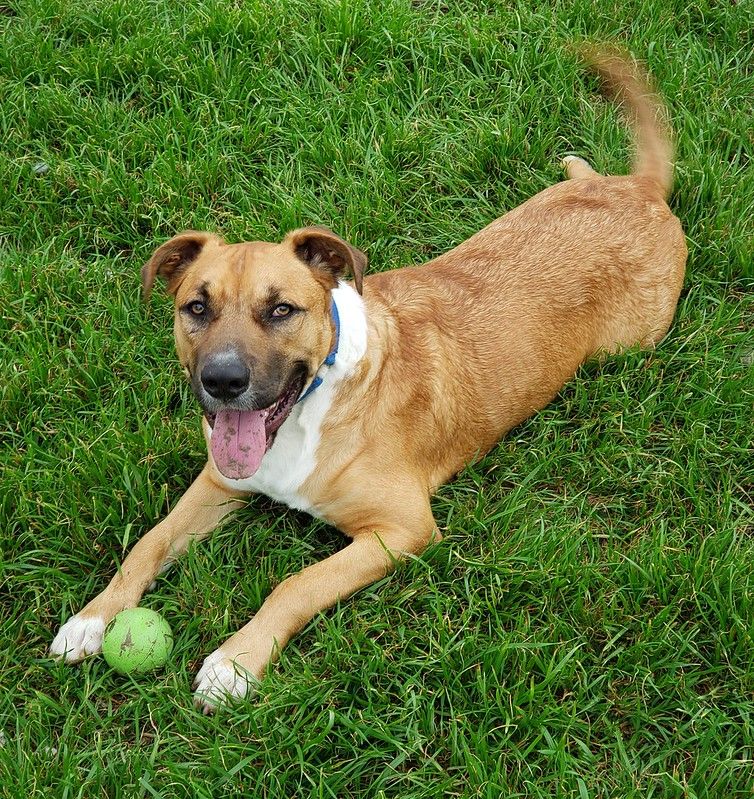 Happy tan mixed breed dog lying in green grass with a tennis ball, showing playful expression and wagging tail.