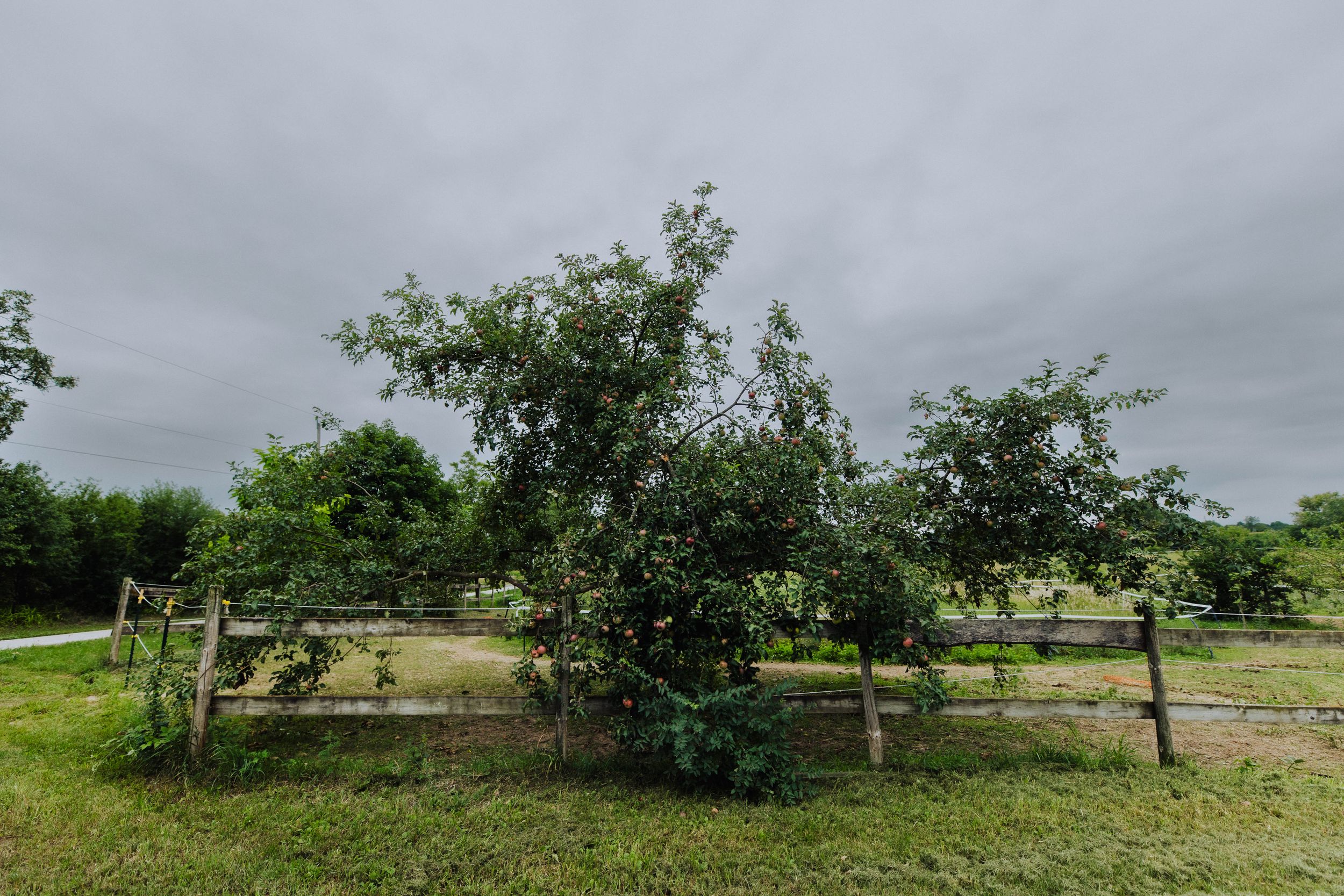 Panoramic view of a rural landscape with trees and bushes under an overcast sky.