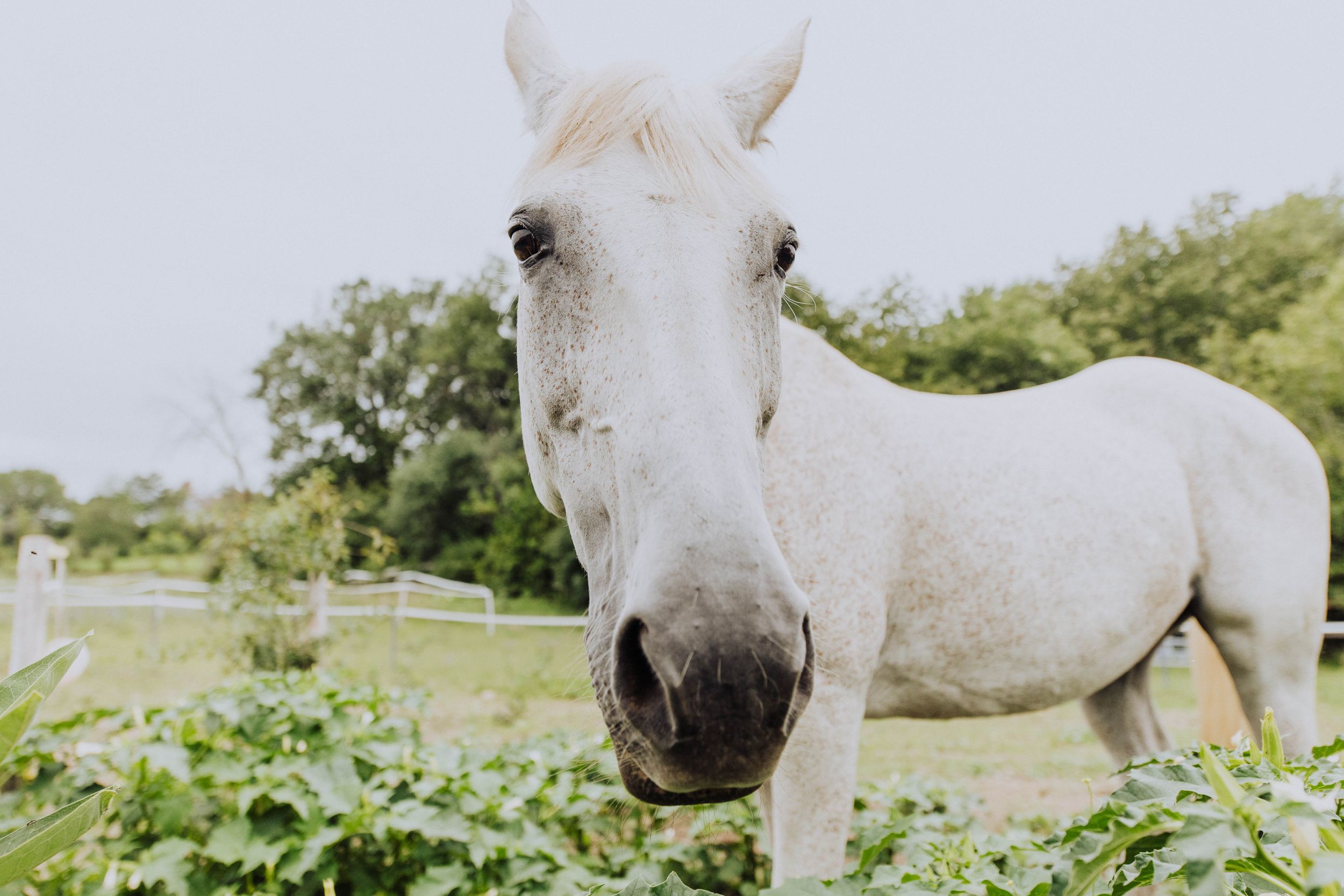 Close-up view of a white horse's face against a blurred natural background.