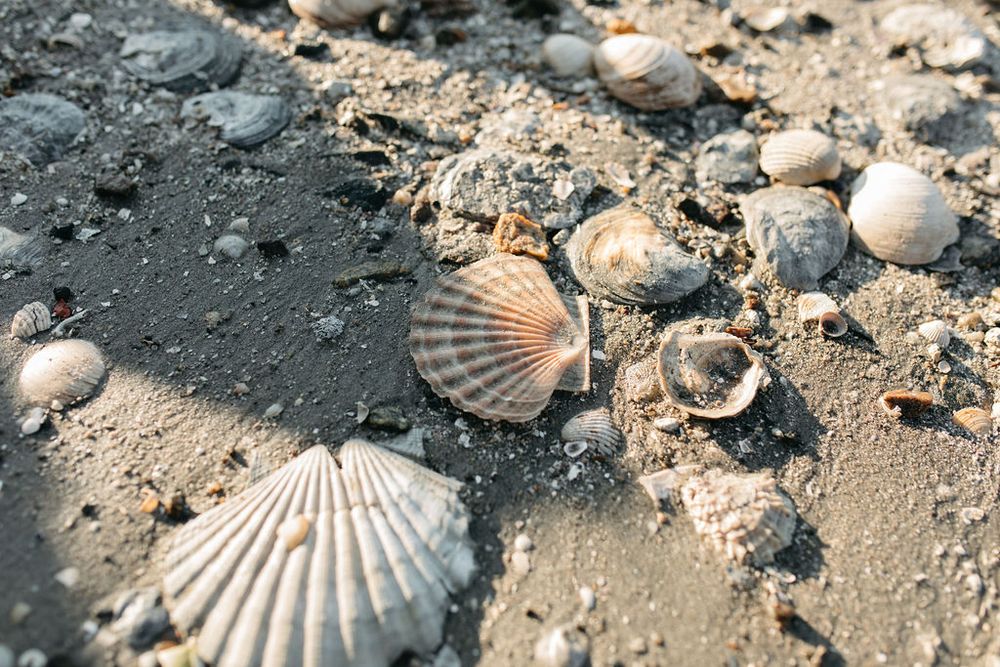 Seashells scattered on sandy beach with sunlight casting shadows.