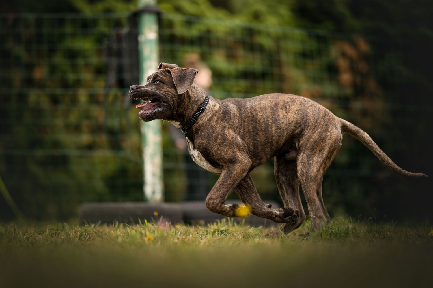 Brown pitbull puppy running energetically through green grass.