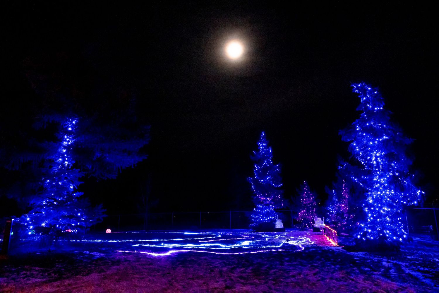 Blue illuminated Christmas trees under full moon in winter scene.
