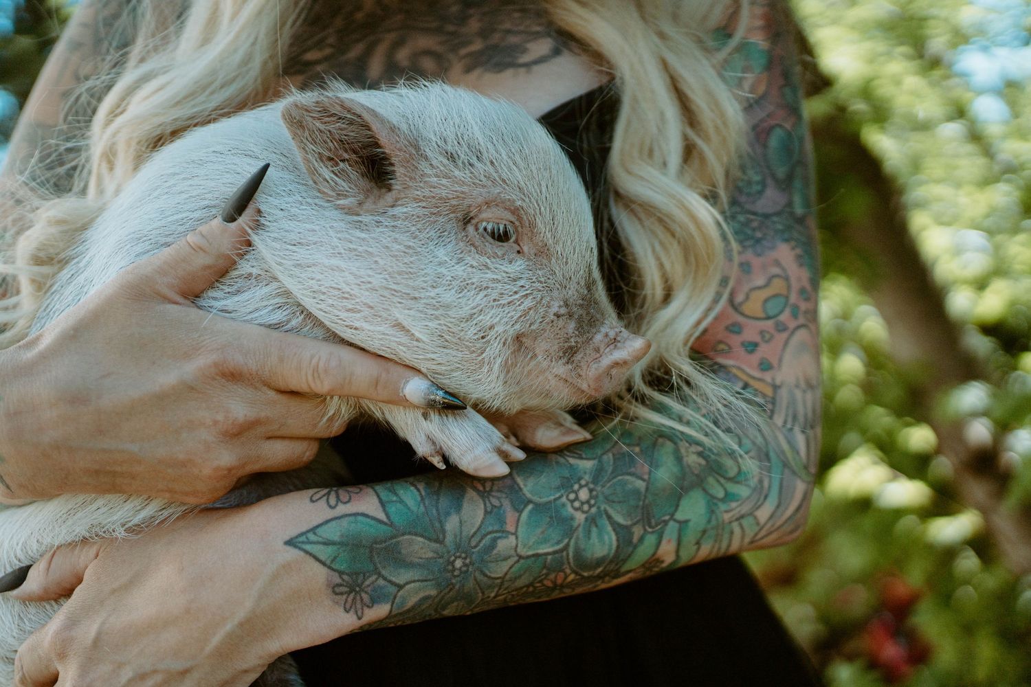 Tattooed hands gently hold a small white pig in natural outdoor lighting.