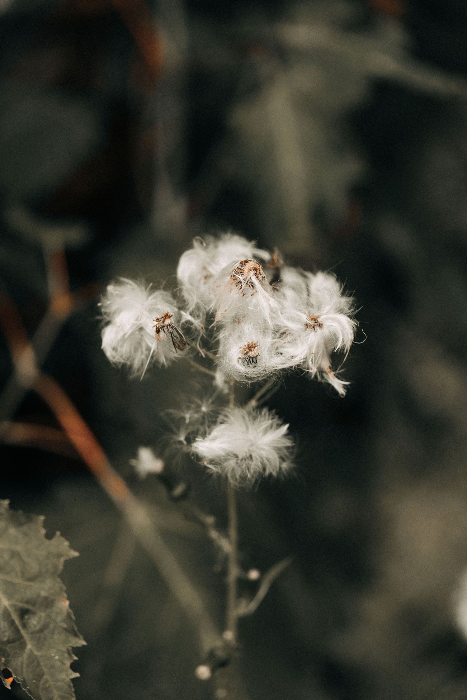 Delicate white dandelion seeds caught in soft focus against a dark background.