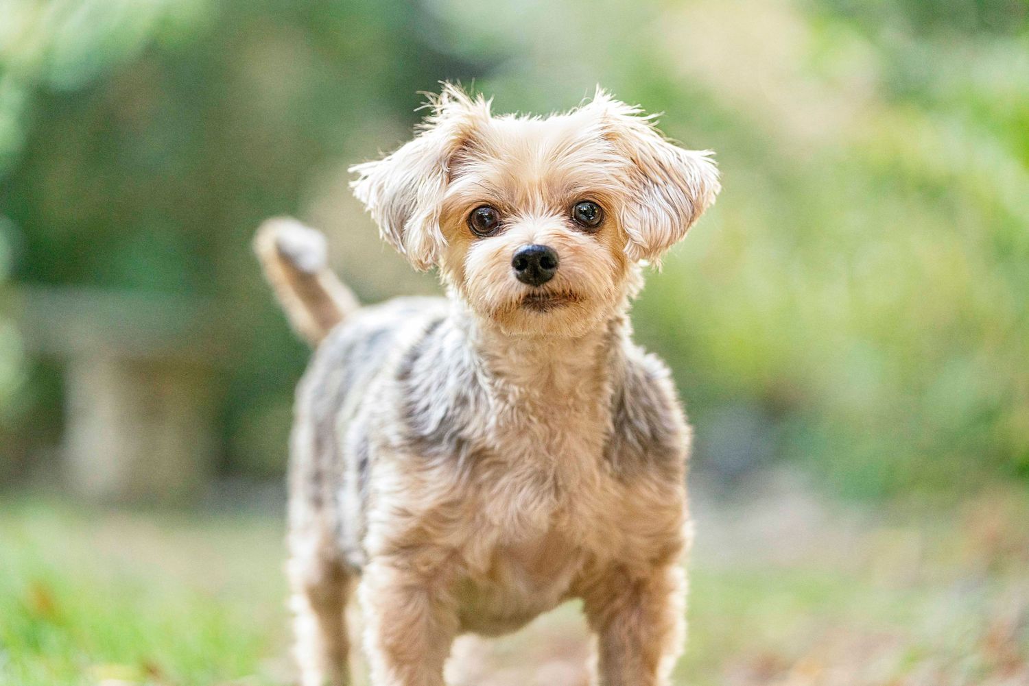 artistic pet portrait photography