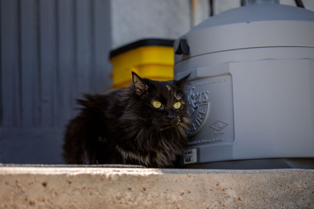 Shaggy Long haird Black Tortoiseshell cat sitting on a stoop next to a cigarette butt disposal unit looking out
