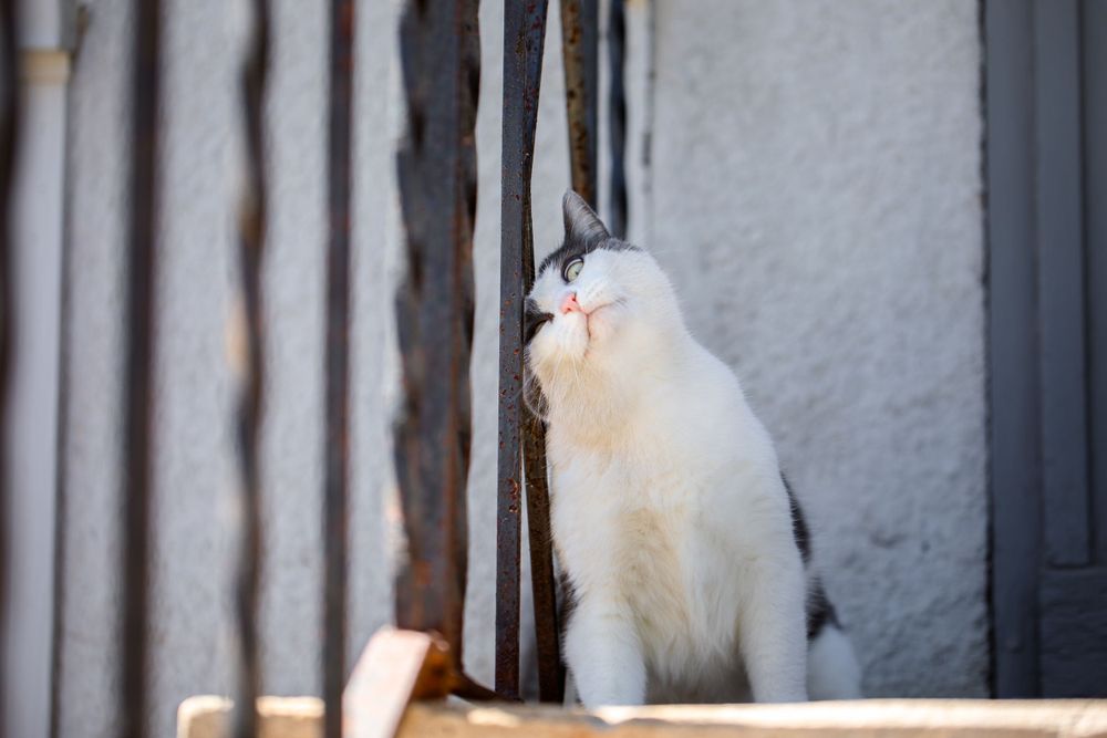 A fluffy mildly chubby grey and white short hair cat rubbing her head on a stoop stair railing looking goofy mid-rub