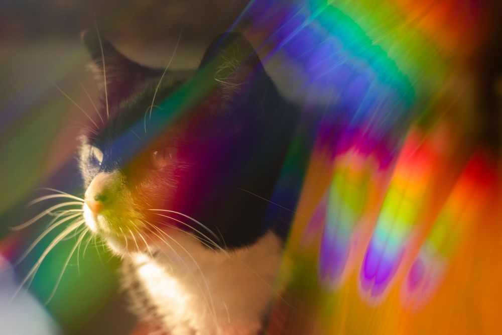 Black and white short hair tuxedo cat looking away from the camera with streaks of rainbow light rays around her