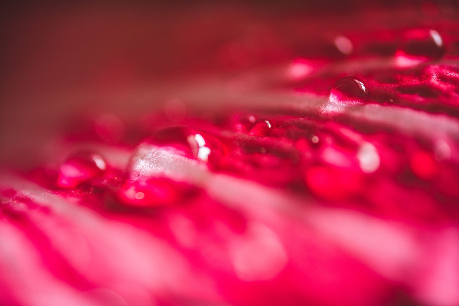 Close-up macro shot of water droplets on a pink petal surface with bokeh effect.