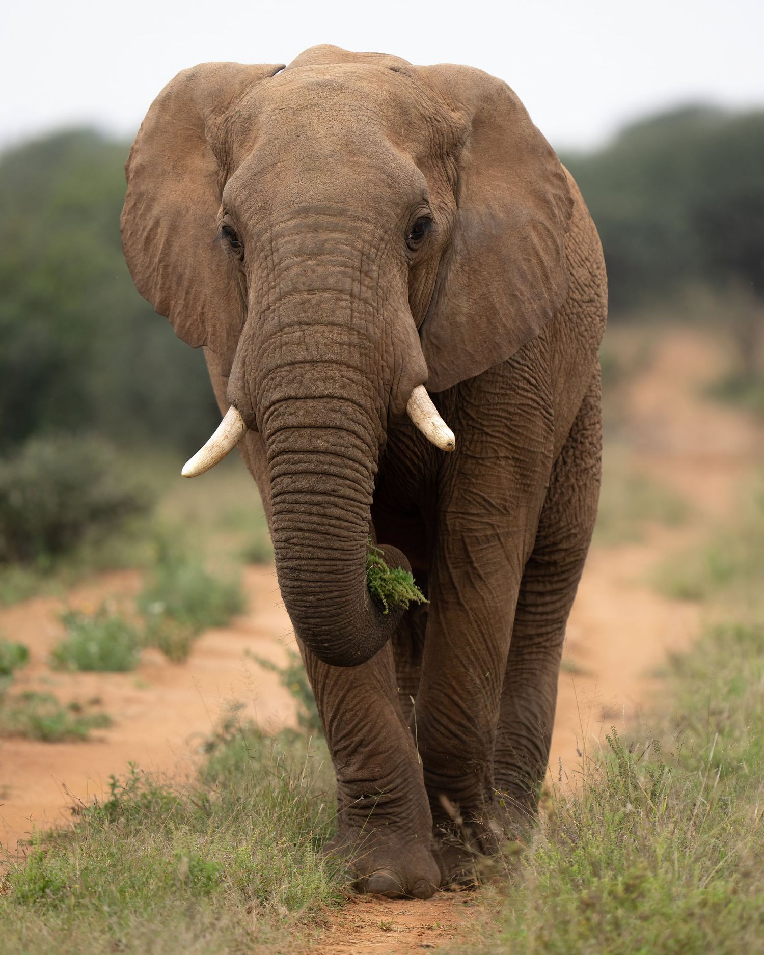 African elephant walking through arid savanna landscape with tusks and trunk visible.