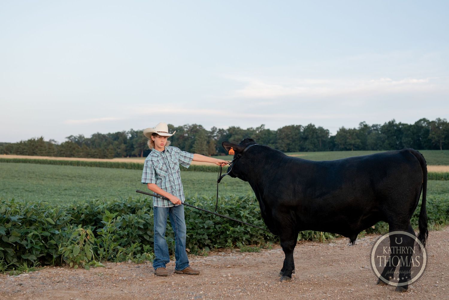A black show steer poses with its handler against a backdrop of summer crop fields.