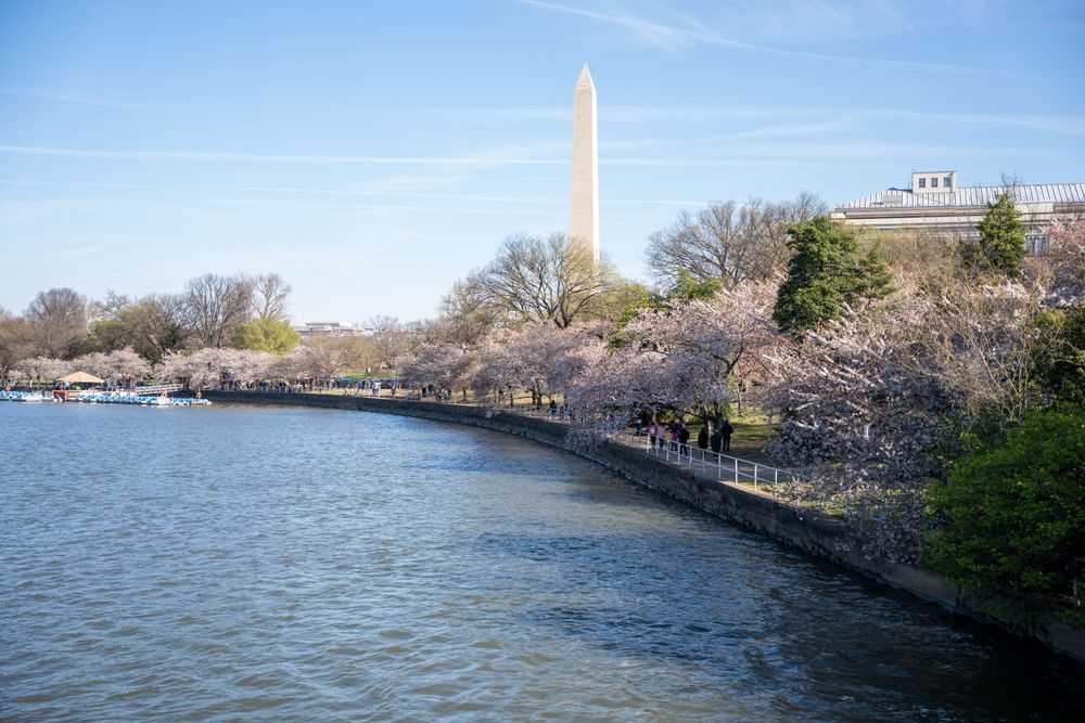 Washington Monument and cherry blossoms along the Tidal Basin in spring.