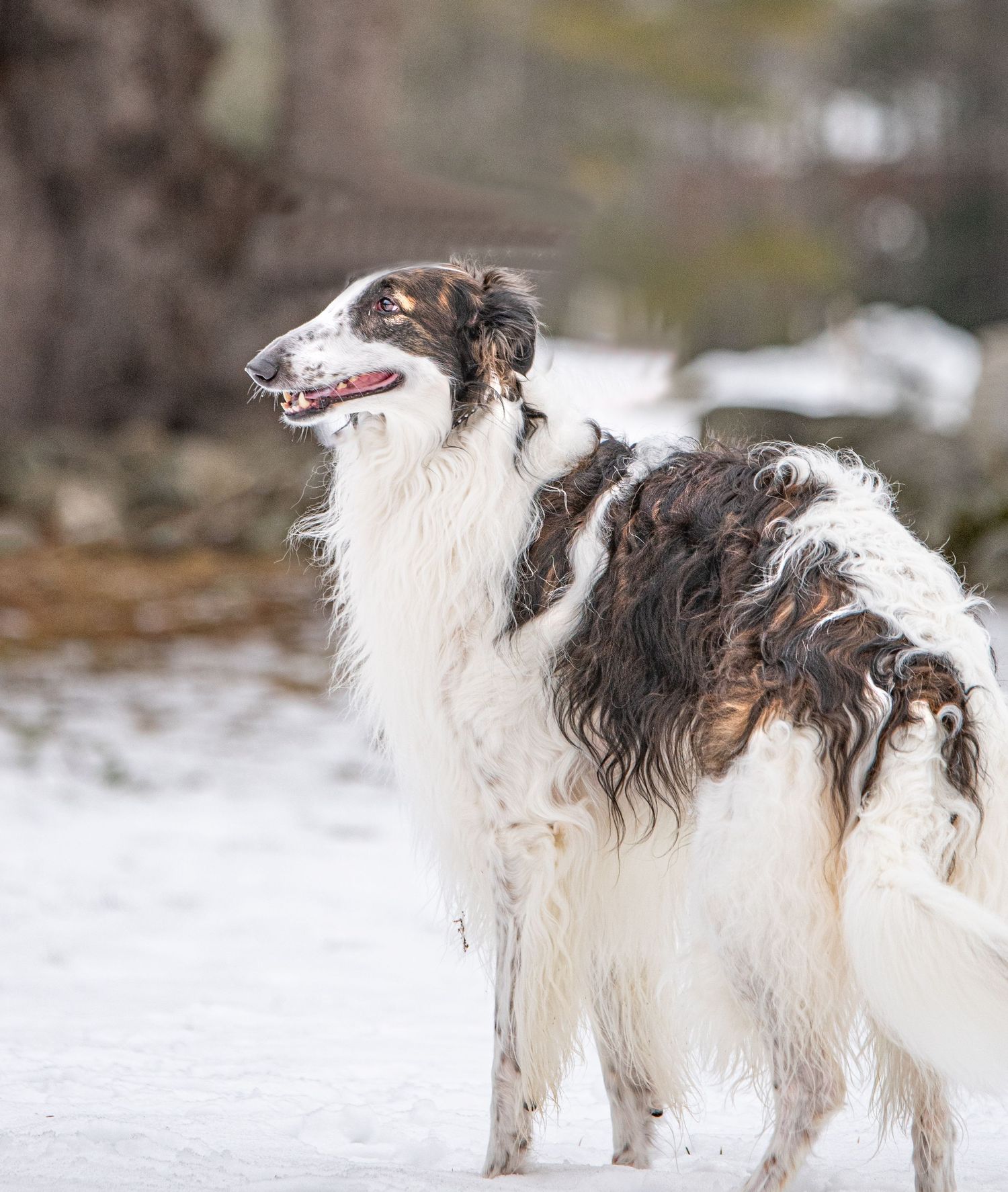 A tall elegant Borzoi dog with long white and brown fur standing in a snowy winter forest setting. Photo by Xenophon Photography in Maine.