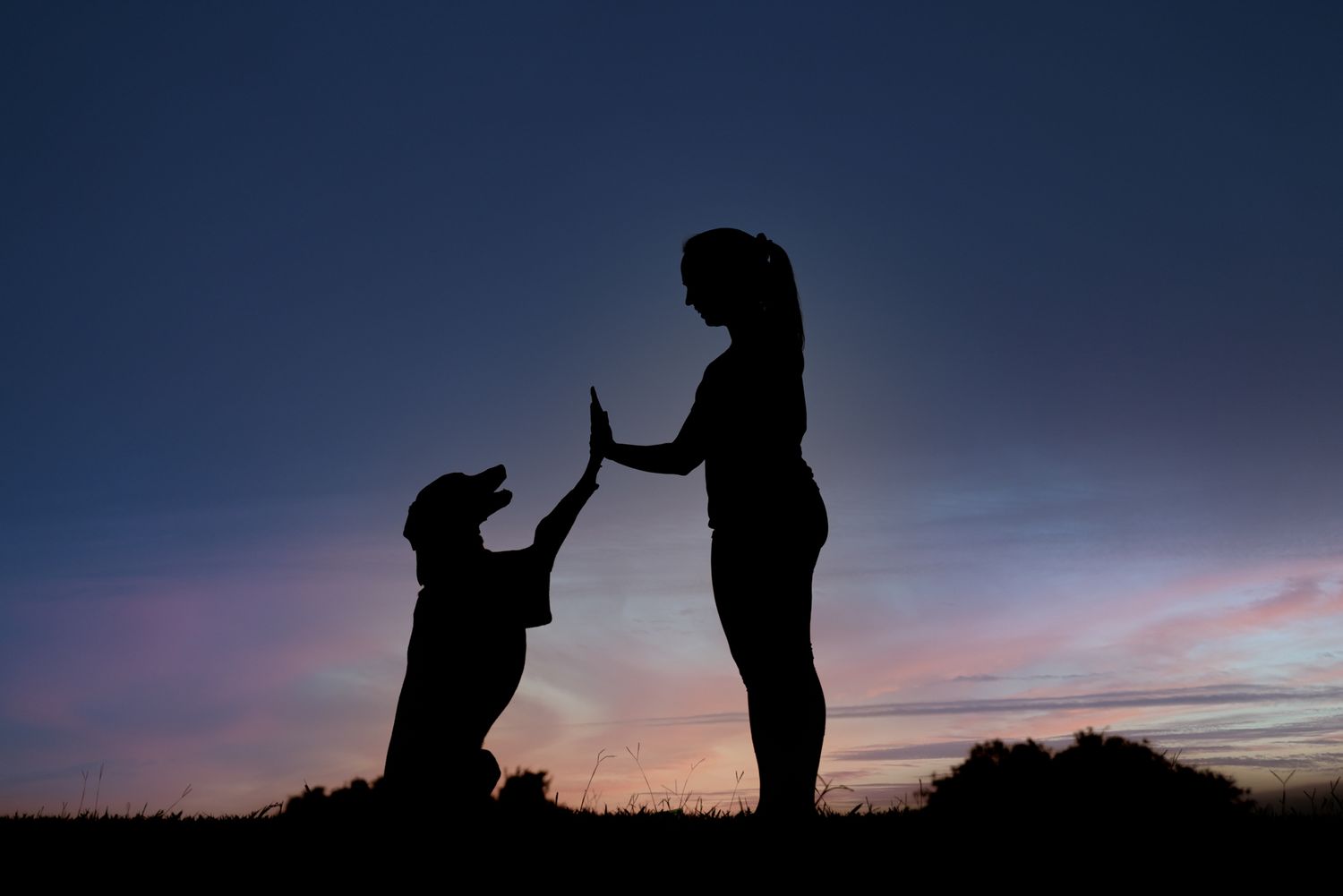 silhouette of woman training her dog at sunset