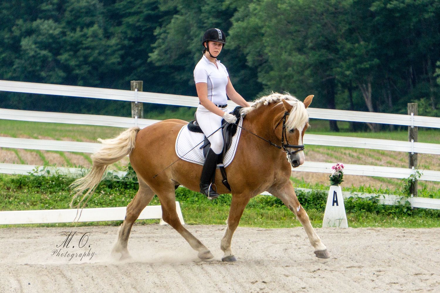 Equine photographer, Lehigh valley, black backgrounds, mo equine photography, horse and rider sessions, pet photography