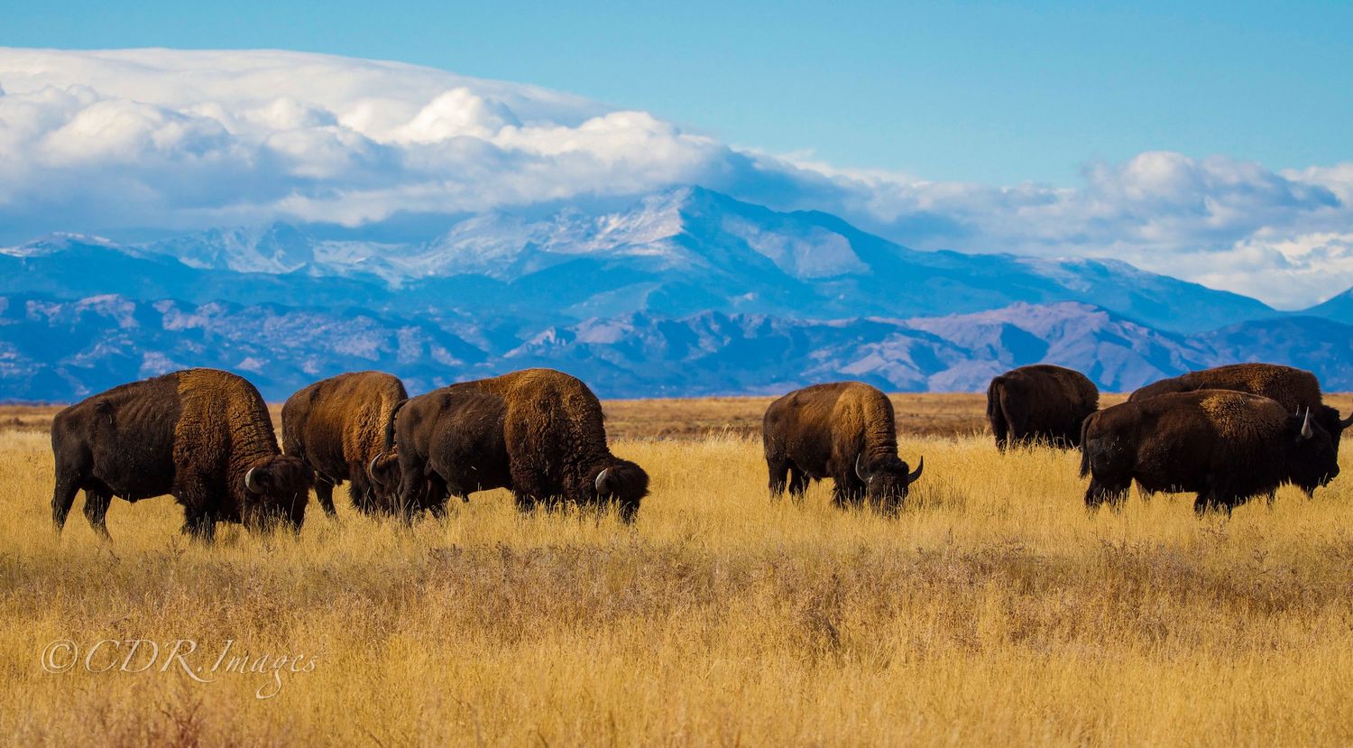A herd of American bison grazes in a golden prairie field with snow-capped mountains in the background.