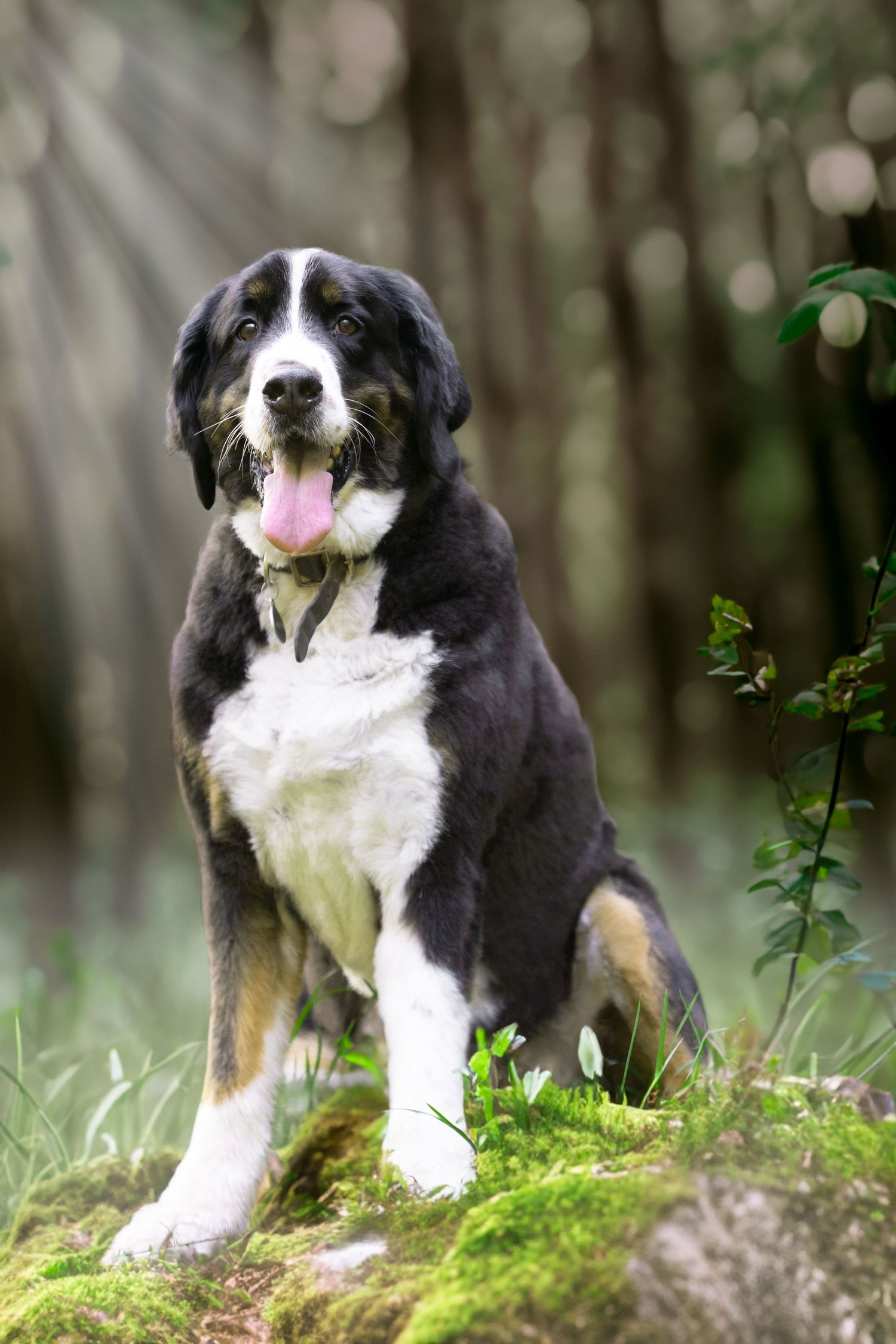 portrait pet photos utah