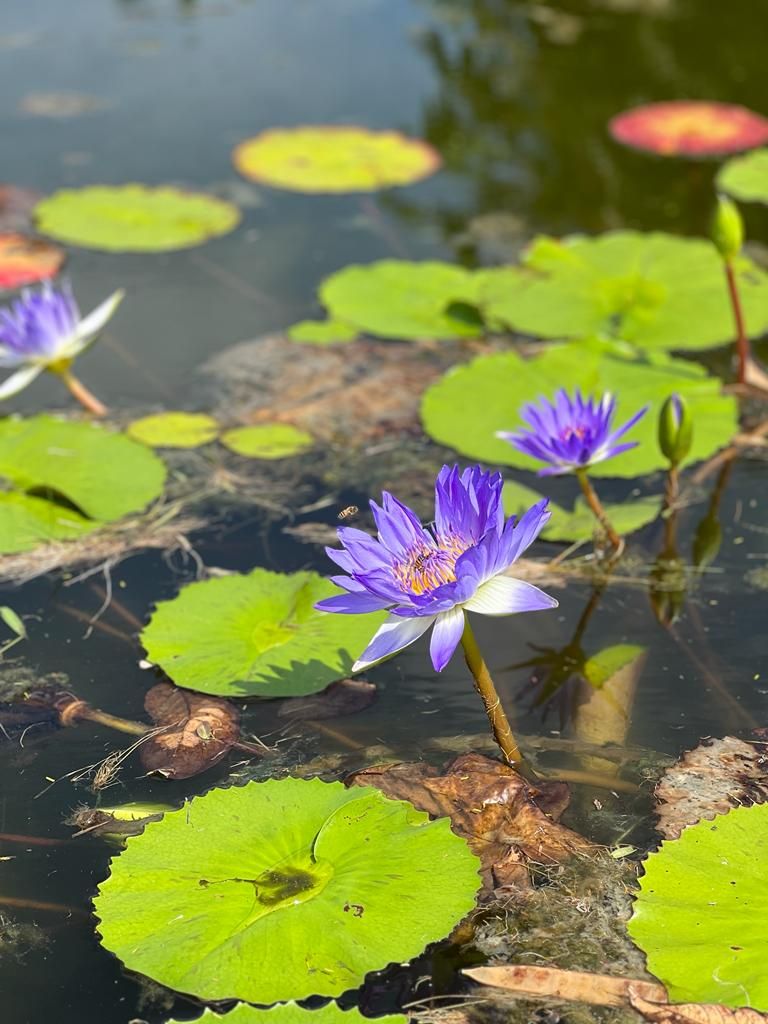 Botantical Gardens Guyana