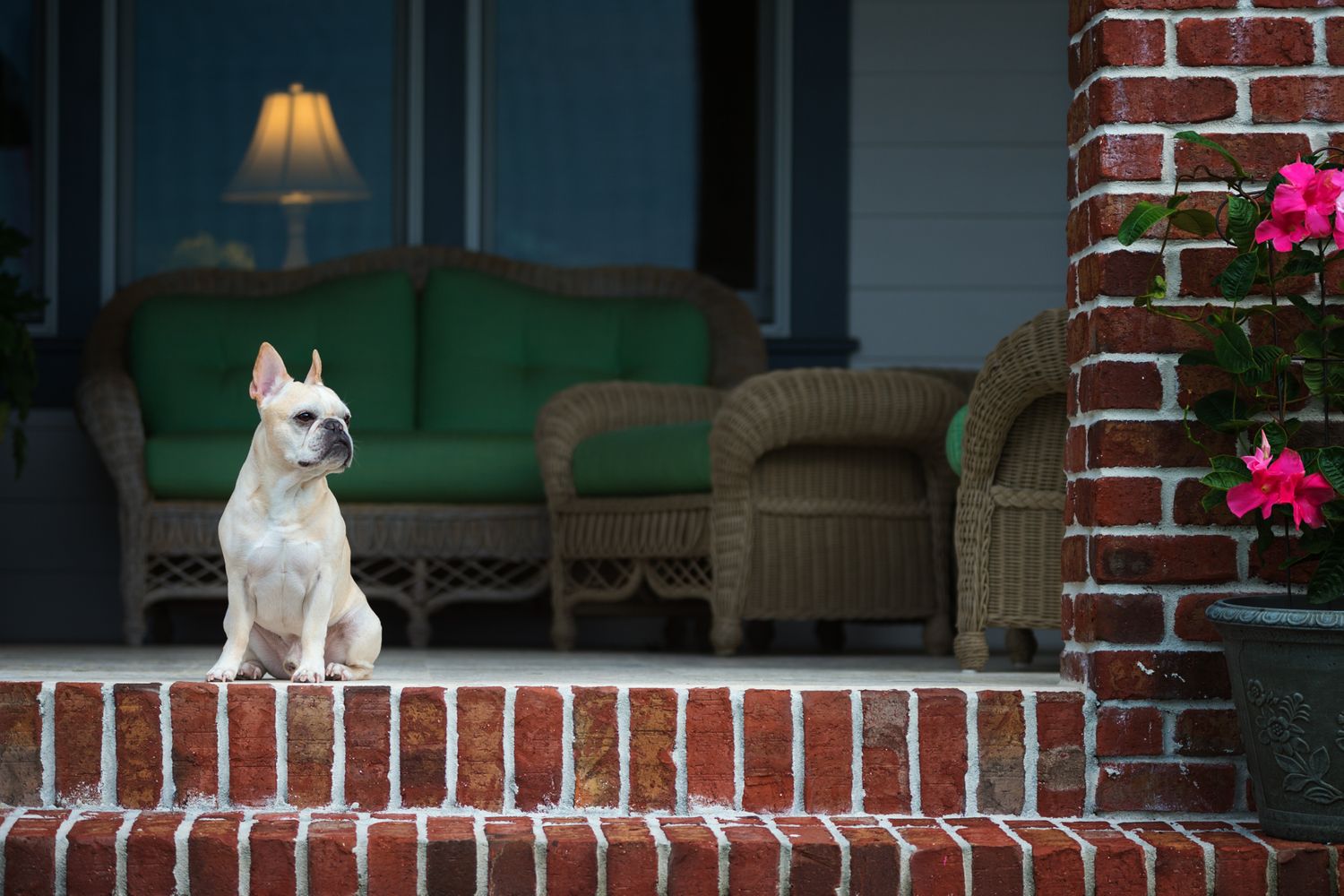 Tierfotografie Zuhause Hund