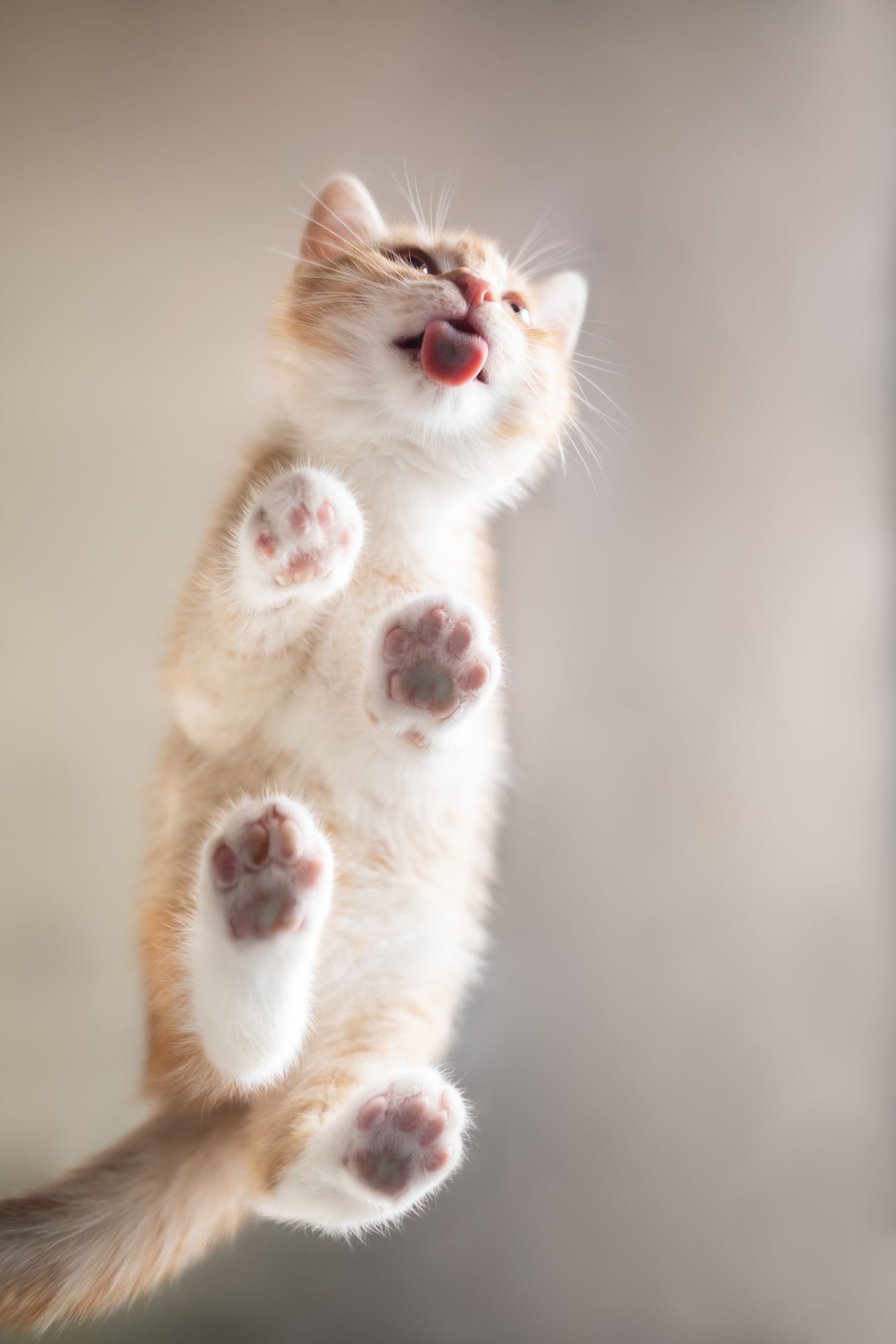 Tierfotografie Zuhause Katze