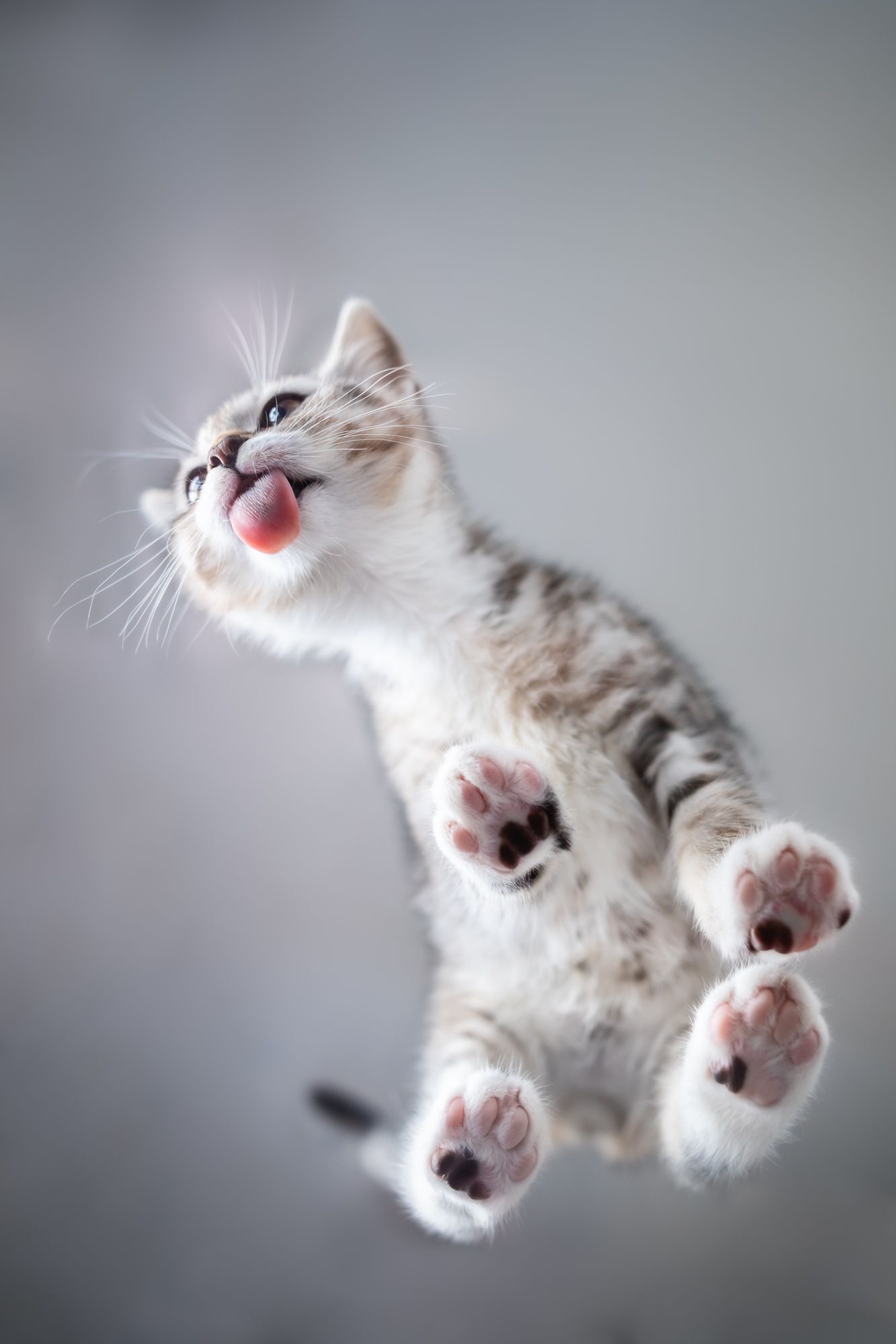 Tierfotografie Zuhause Katze von unten