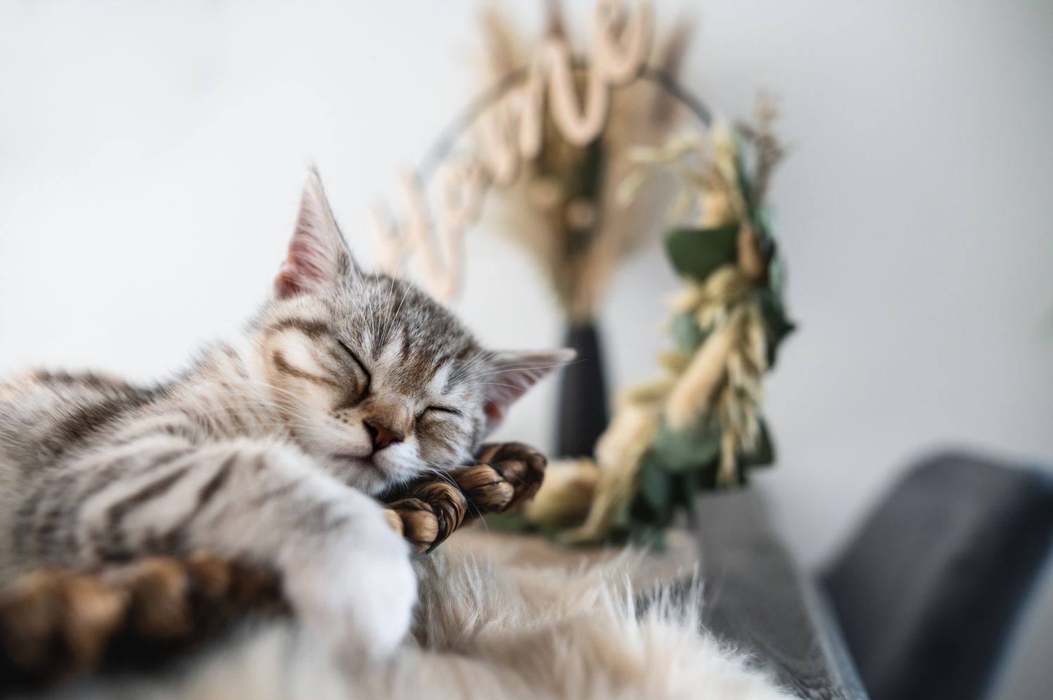 Tierfotografie Zuhause Katze