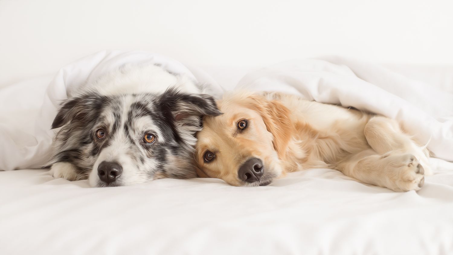 Tierfotografie Zuhause Hunde im Bett