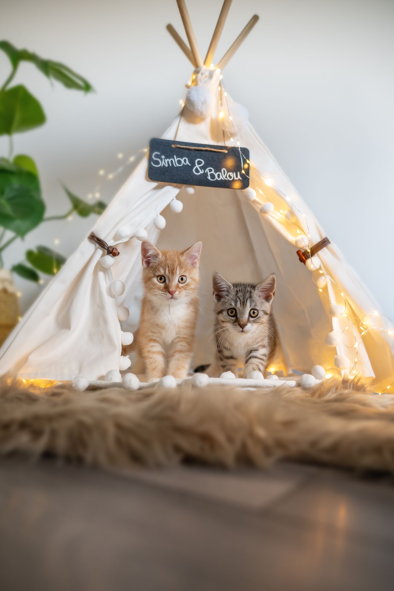 Tierfotografie Zuhause Katzen