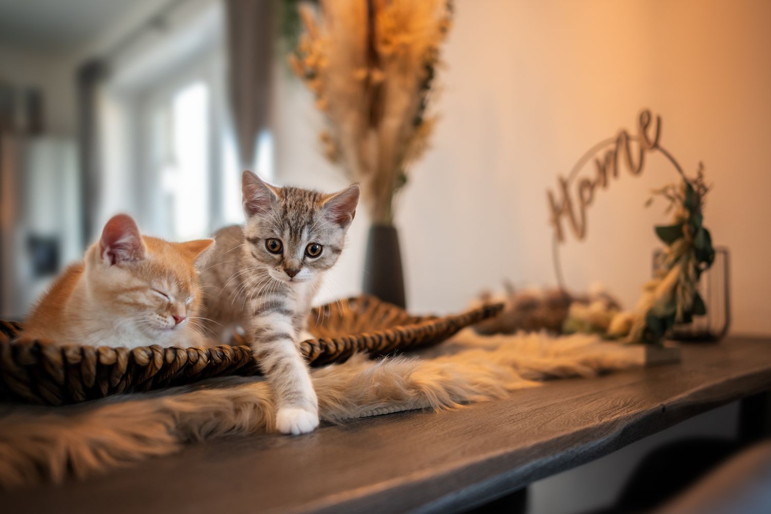Tierfotografie Zuhause Katze