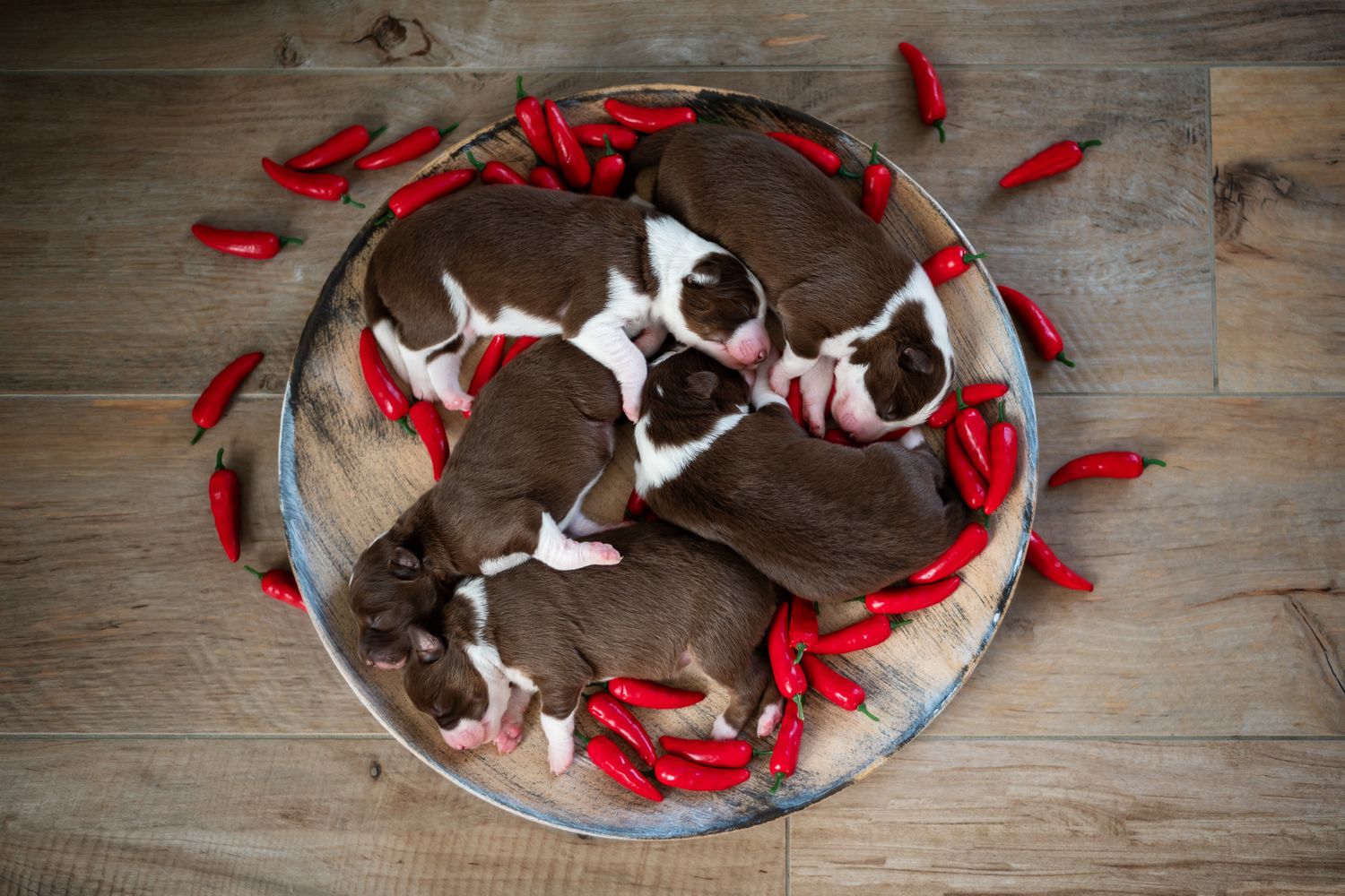 Tierfotografie Zuhause Welpen